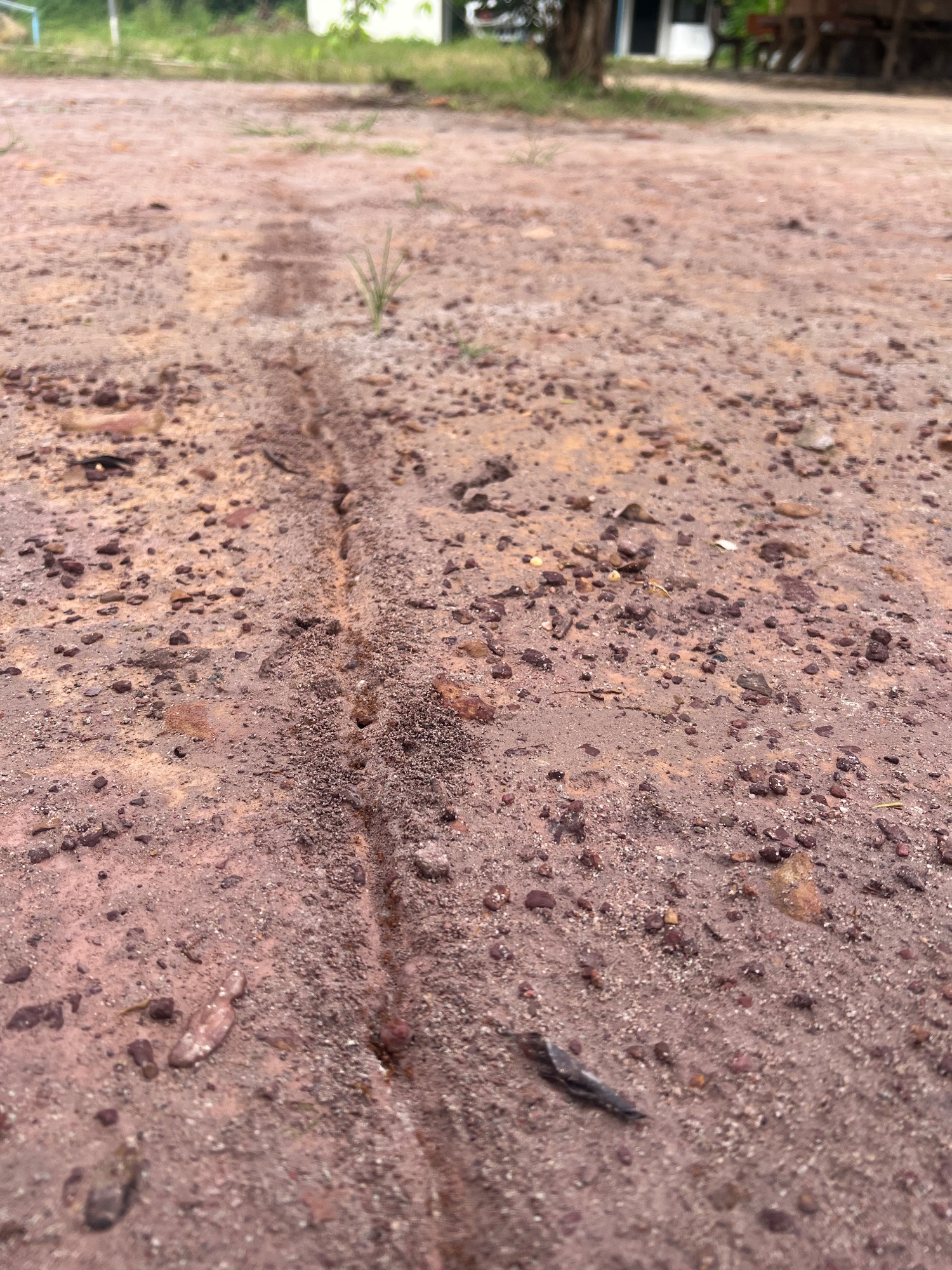 An Ant street