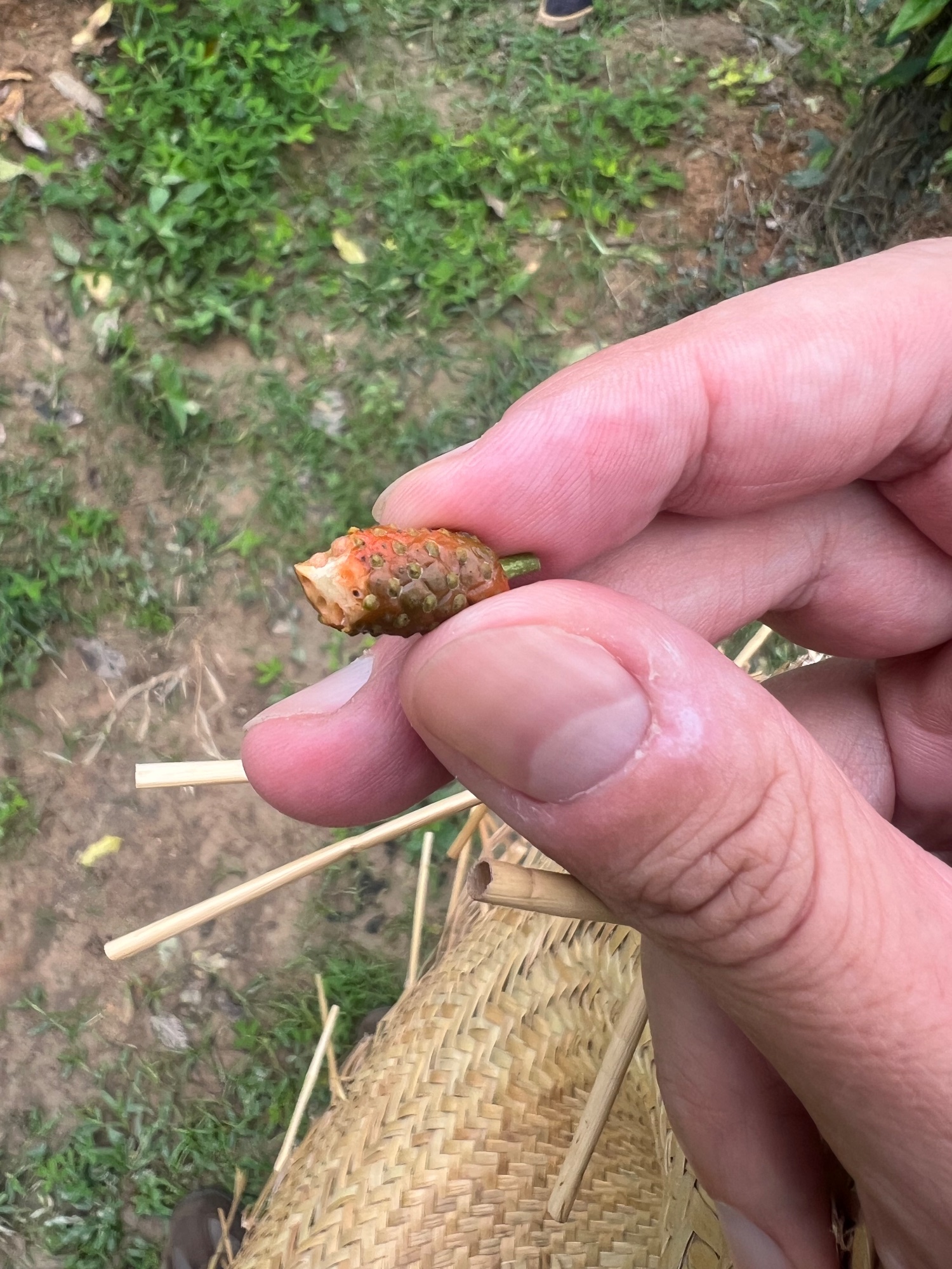 This is long pepper. It has a cinnamon taste. And it is an ingredient of gingerbread. Or how is it known in German: Pfefferkuchen.
