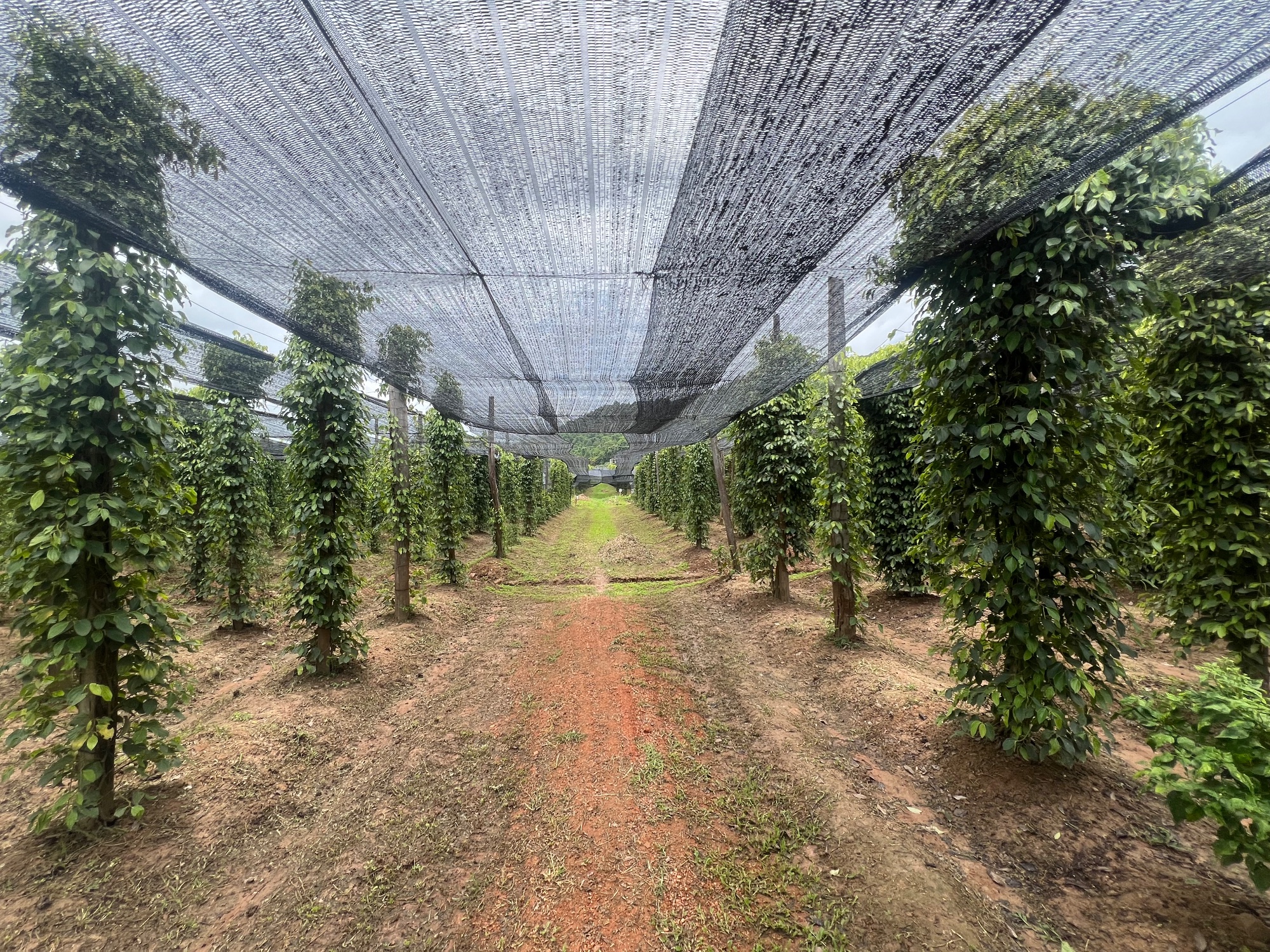 La Plantation